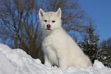 SIBERIAN HUSKY 736